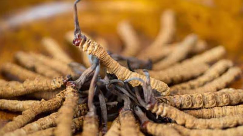 Khám phá “bí mật” Đông Trùng Hạ Thảo và Hồng Sâm trong chăm sóc sức khỏe