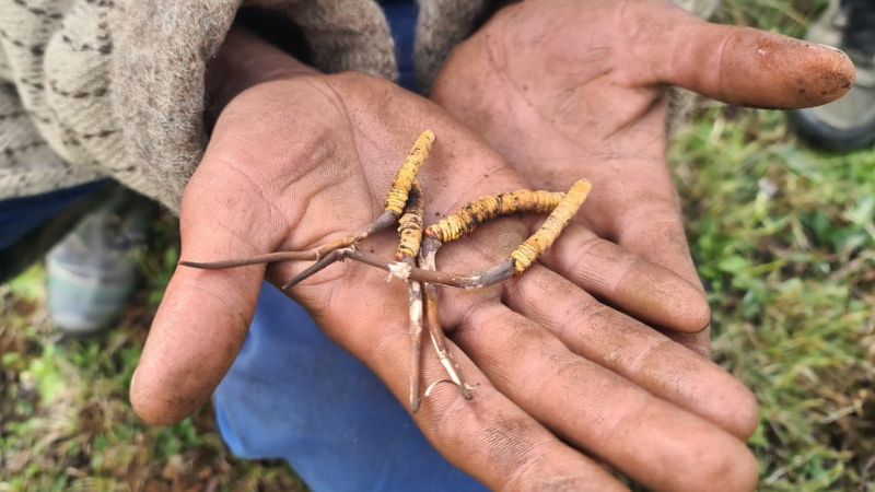 Cách nhận biết hồng sâm chính hãng và hồng sâm giả trên thị trường